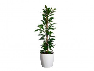 Växt Storbladig Fikus, vit